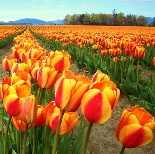 Skagit Valley Tulip Fields!!