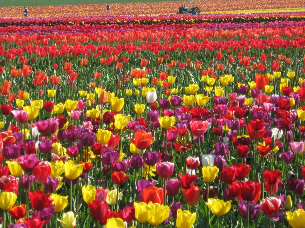 Tulips, tulips, tulips.....omg!